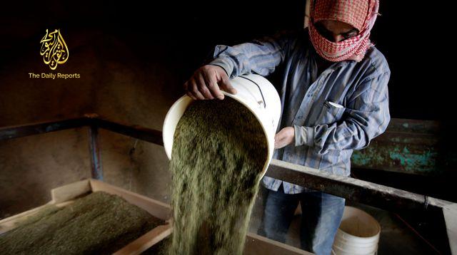 un-cultivateur-verse-de-la-poudre-de-cannabis-dans-un-conteneur-le-12-novembre-2013-a-yamouneh-dans-la-vallee-de-la-bekaa-au-liban_4535226