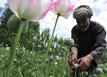 Taliban bans opium