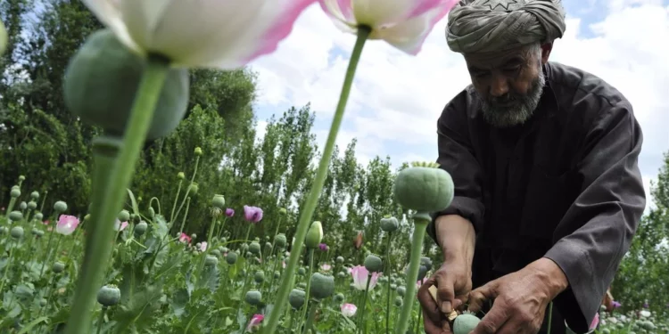 Taliban bans opium